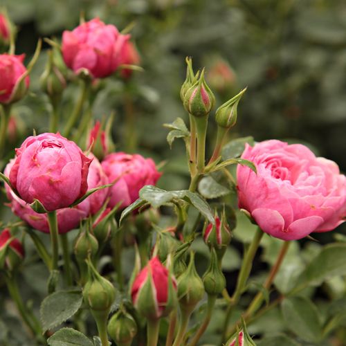 Růžová - Stromkové růže, květy kvetou ve skupinkách - stromková růže s keřovitým tvarem koruny